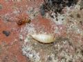 Atelura formicaria